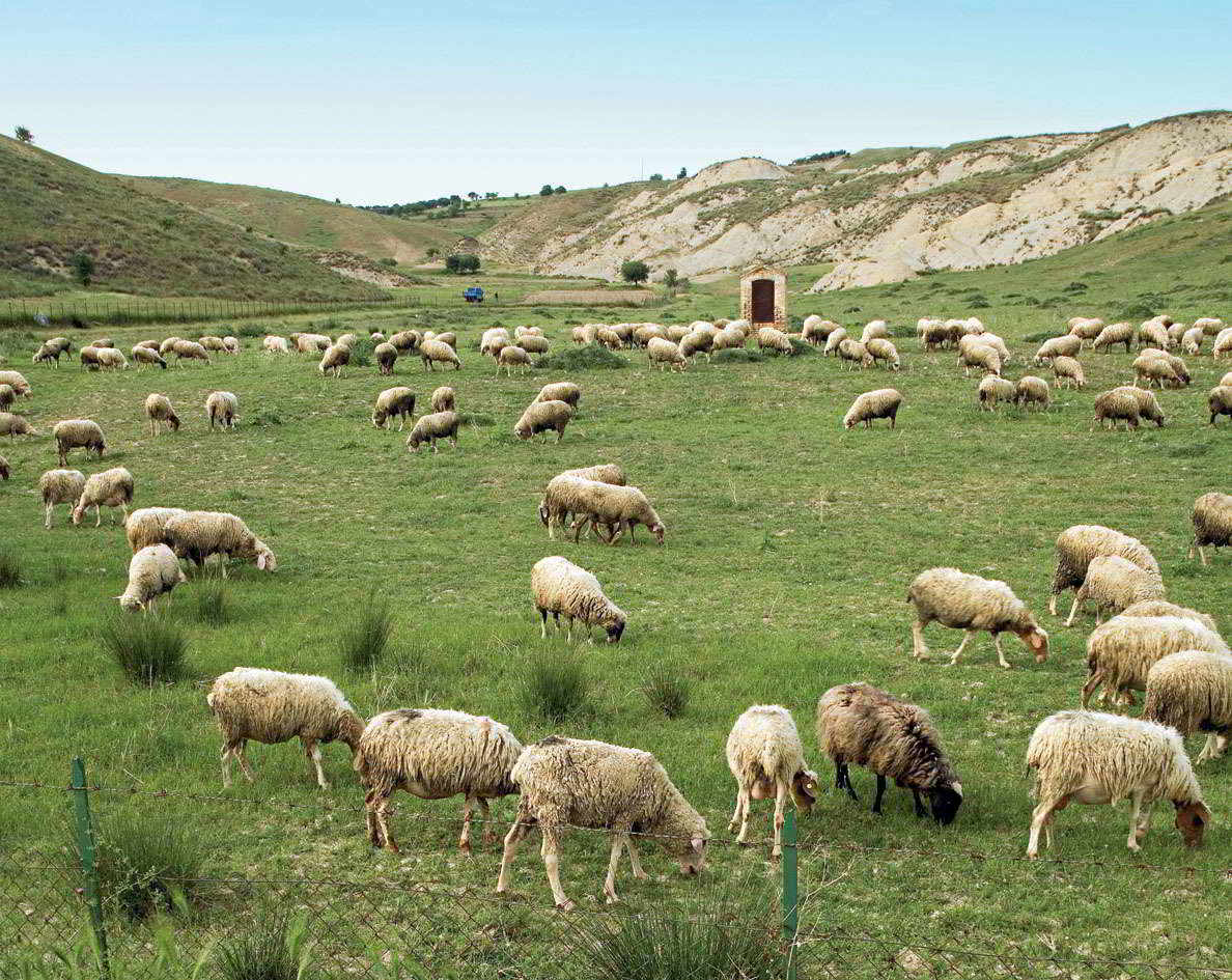 Province of Matera. Sheep browsing.