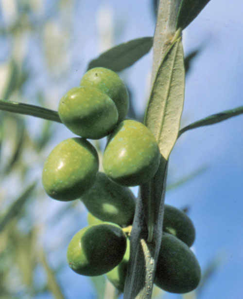 The Coratina Olive