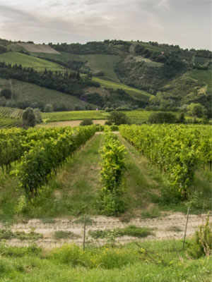 Nasano Farm: Wine and Other Delights