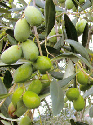 The Casaliva Olive