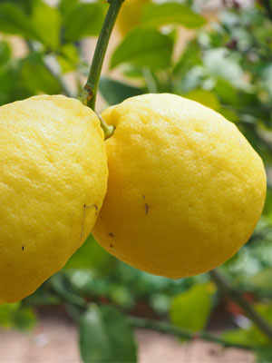 The Lemons of Lake Garda